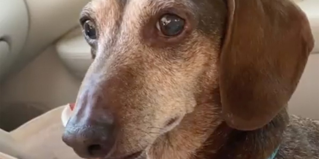 Пес победил рак и получил от хозяев особую награду