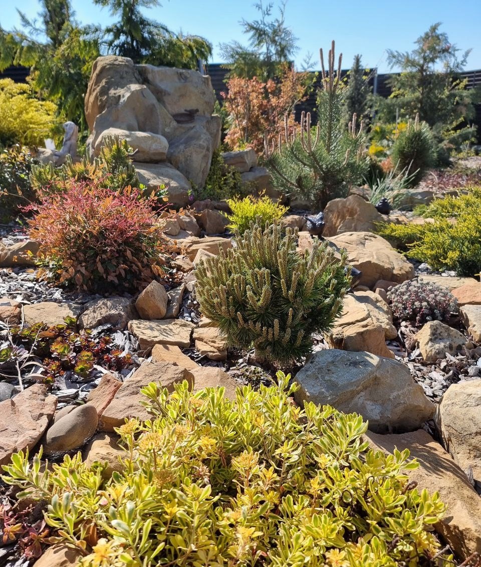 Мой не-рокарий: сообщество хвойных растений и всякой мелочи.