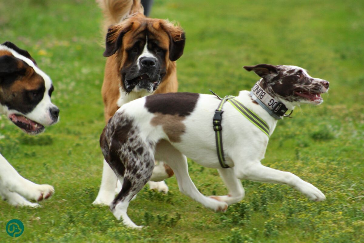 Собаки играют на лужайке 