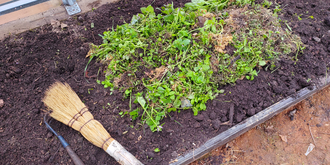 Рассаду портят не заморозки, а ошибки. Как быть с рассадой, если холода не кончаются