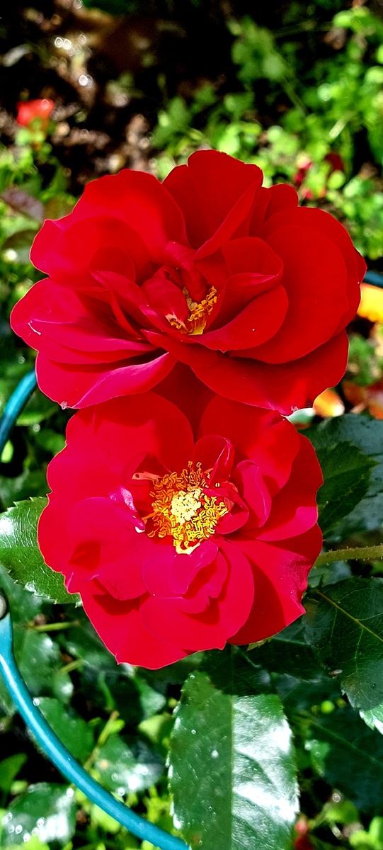 Квин оф Бутан. Флорибунда 