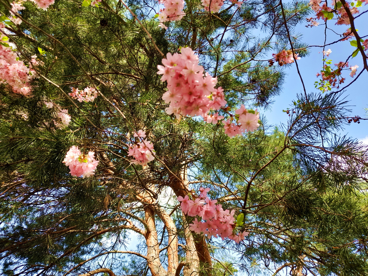 Сакура. Фото автора