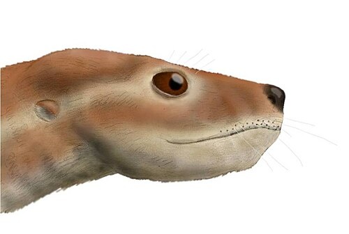 Портретная реконструкция лумкуи.