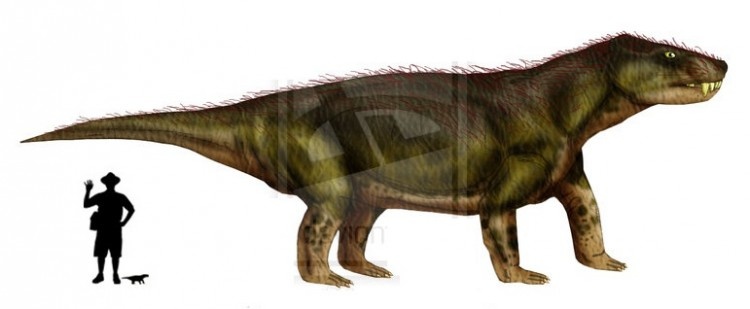 Лумкуя по сравнению с человеком.