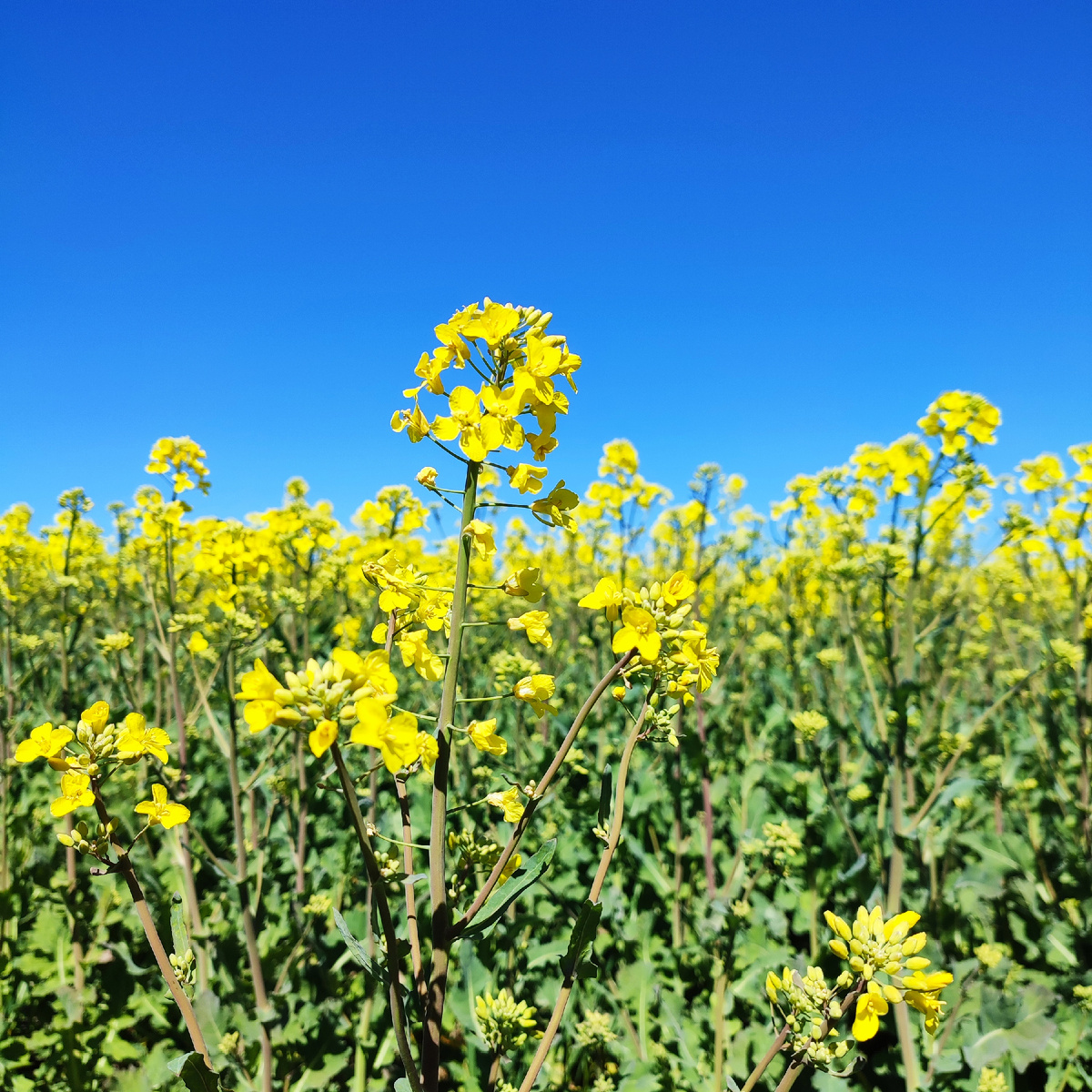 Рапс  цветет. Фото из моего телефона. 
