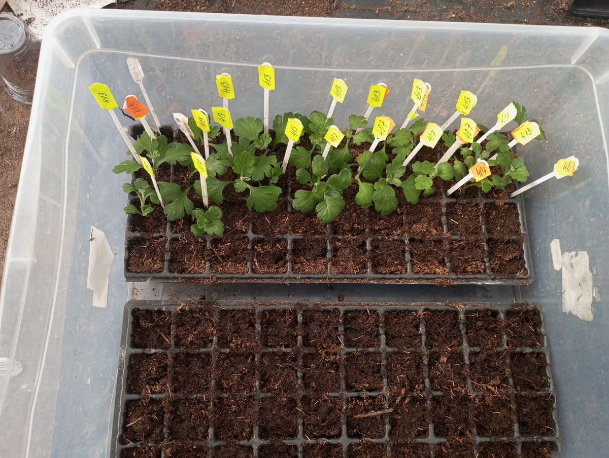 фото автора: черенкование хризантем в одном из кировских питомников Взяты полоски кассеты.