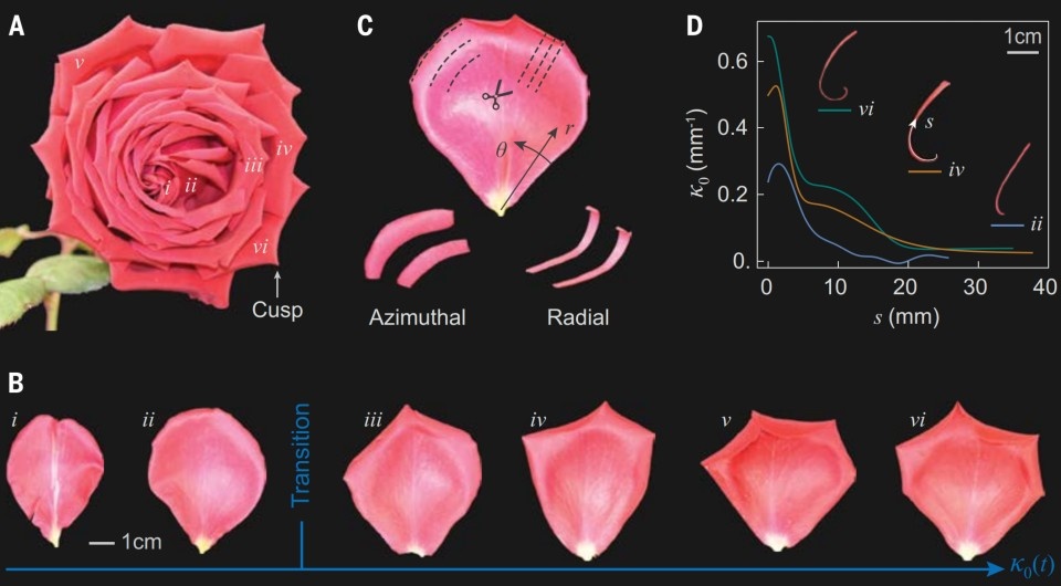   Michael Moshe et al. / Science, 2025