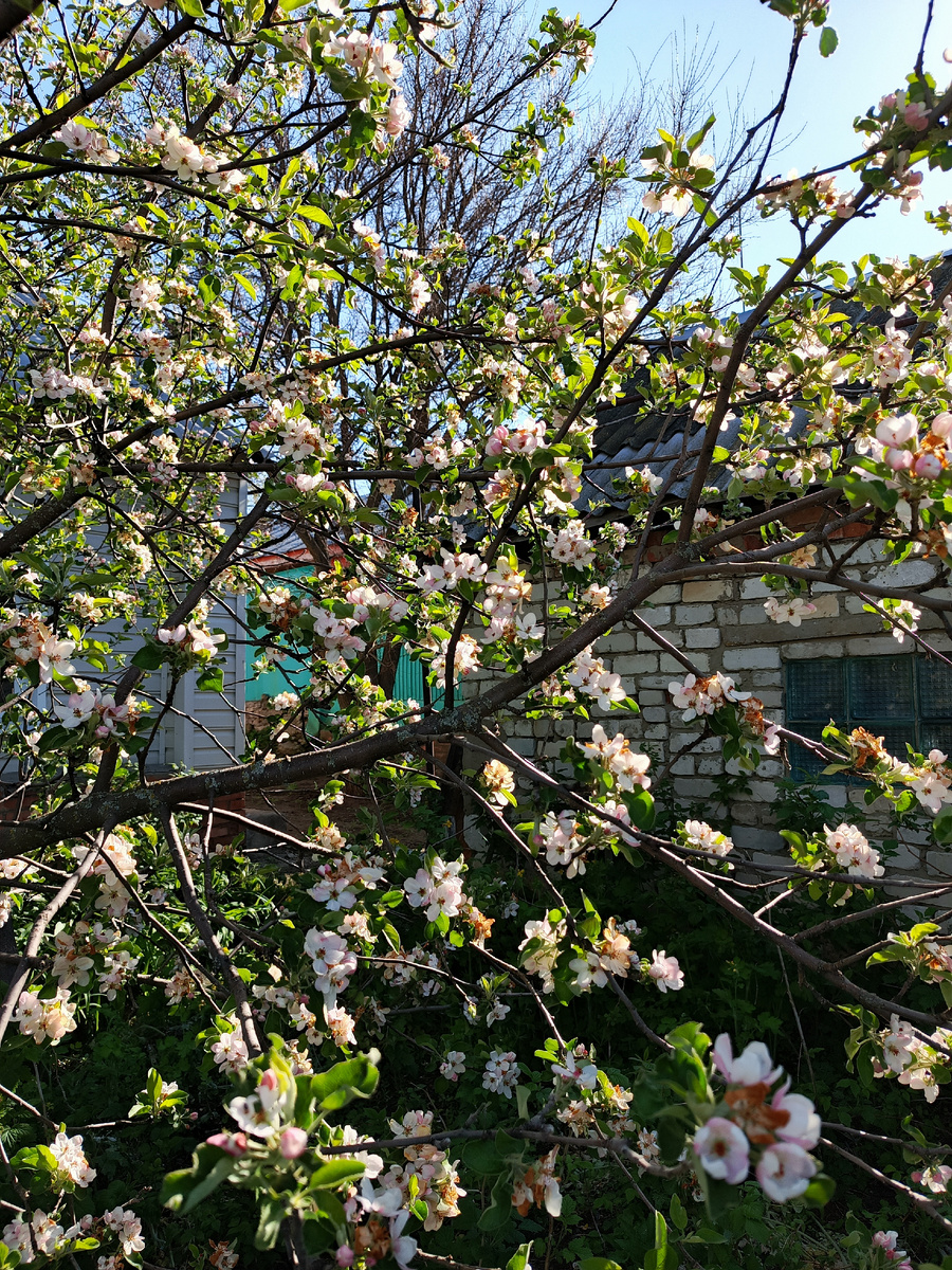 У родителей яблоня в цвету