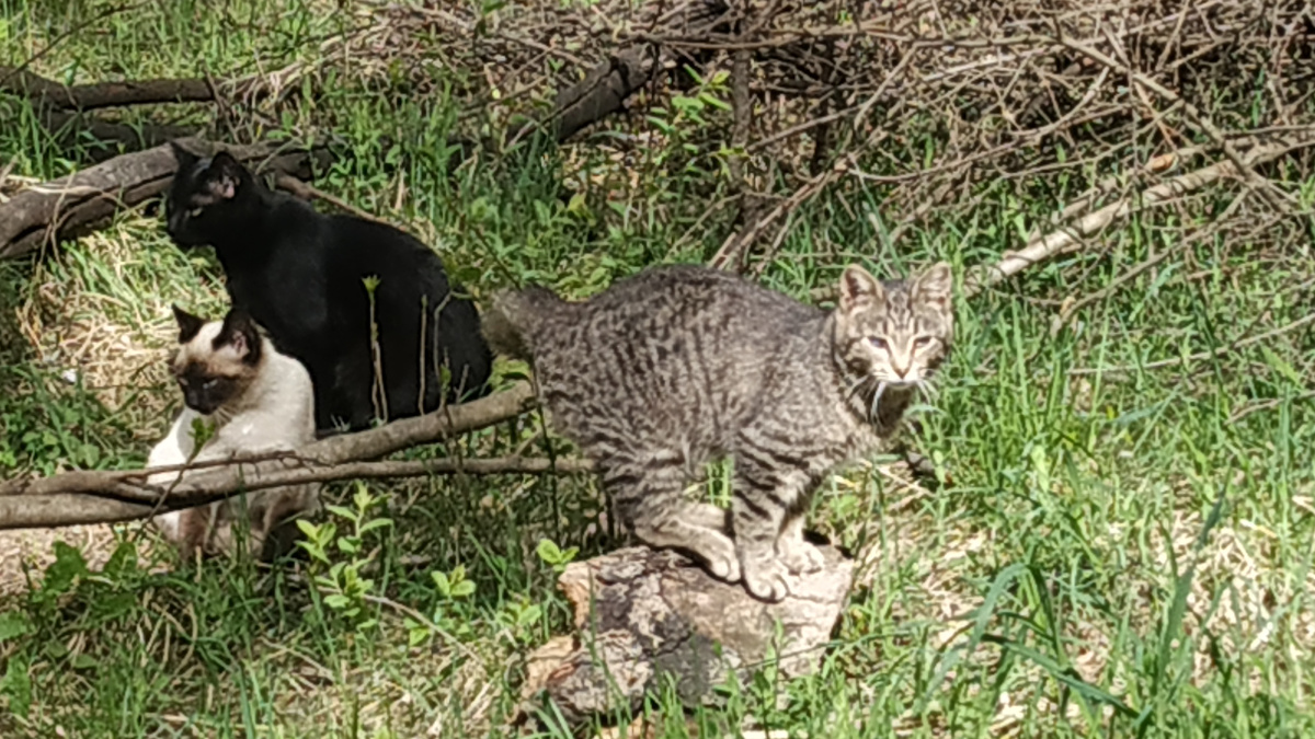 Симба, Пумба и Клякса 