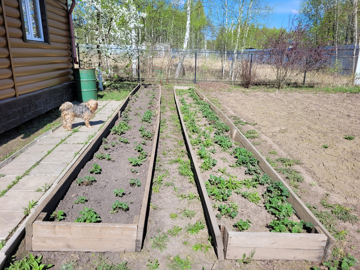 Клубника Альба