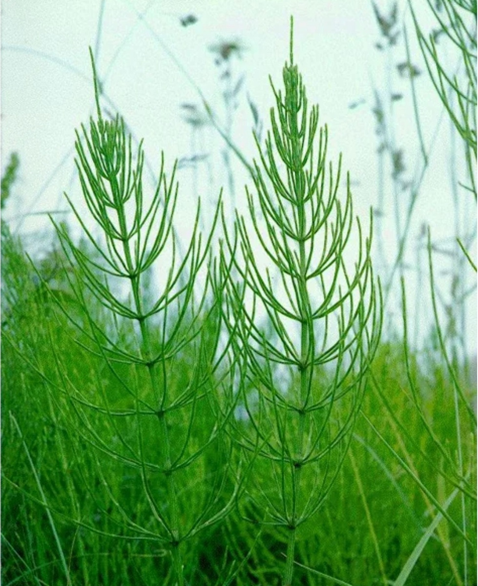 Хвощ полевой.