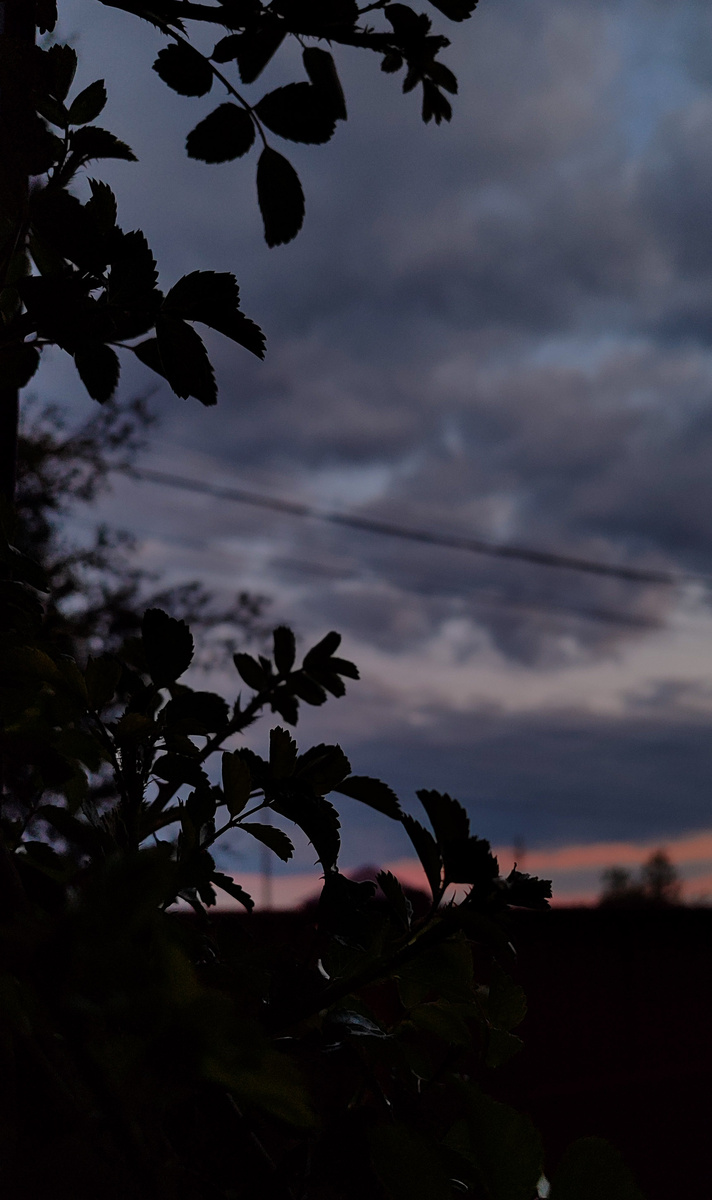 Закатное небо в обрамлении ветвей плетистой розы. Фото автора. 