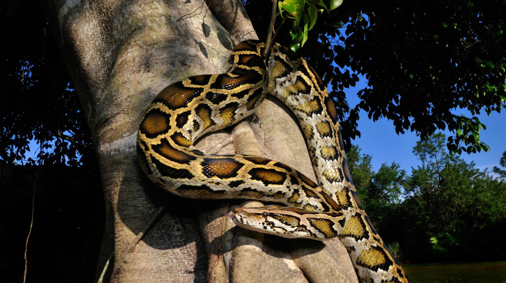    Как мега-мороз во Флориде ускорил эволюцию бирманских питонов