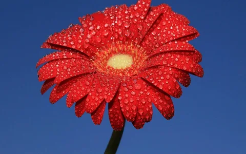 Цветы-Улыбка природы. Фото с сайта kulture.ru