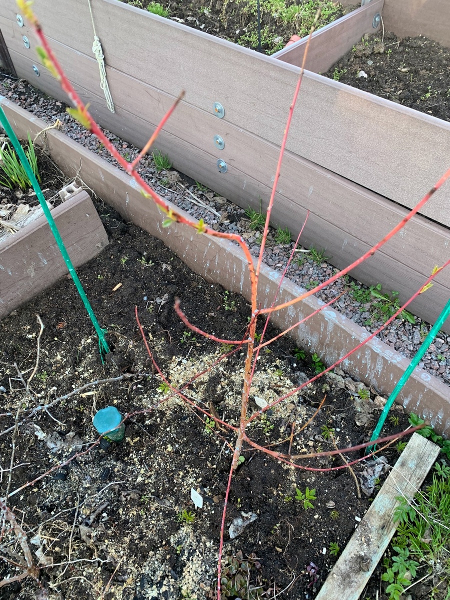 всход персика