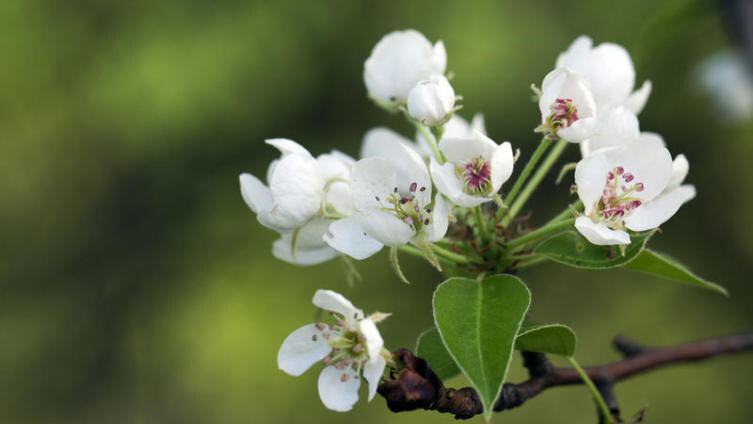    Как ухаживать за садом? Секреты садоводов Фото: Carlos Amarillo, Shutterstock.com