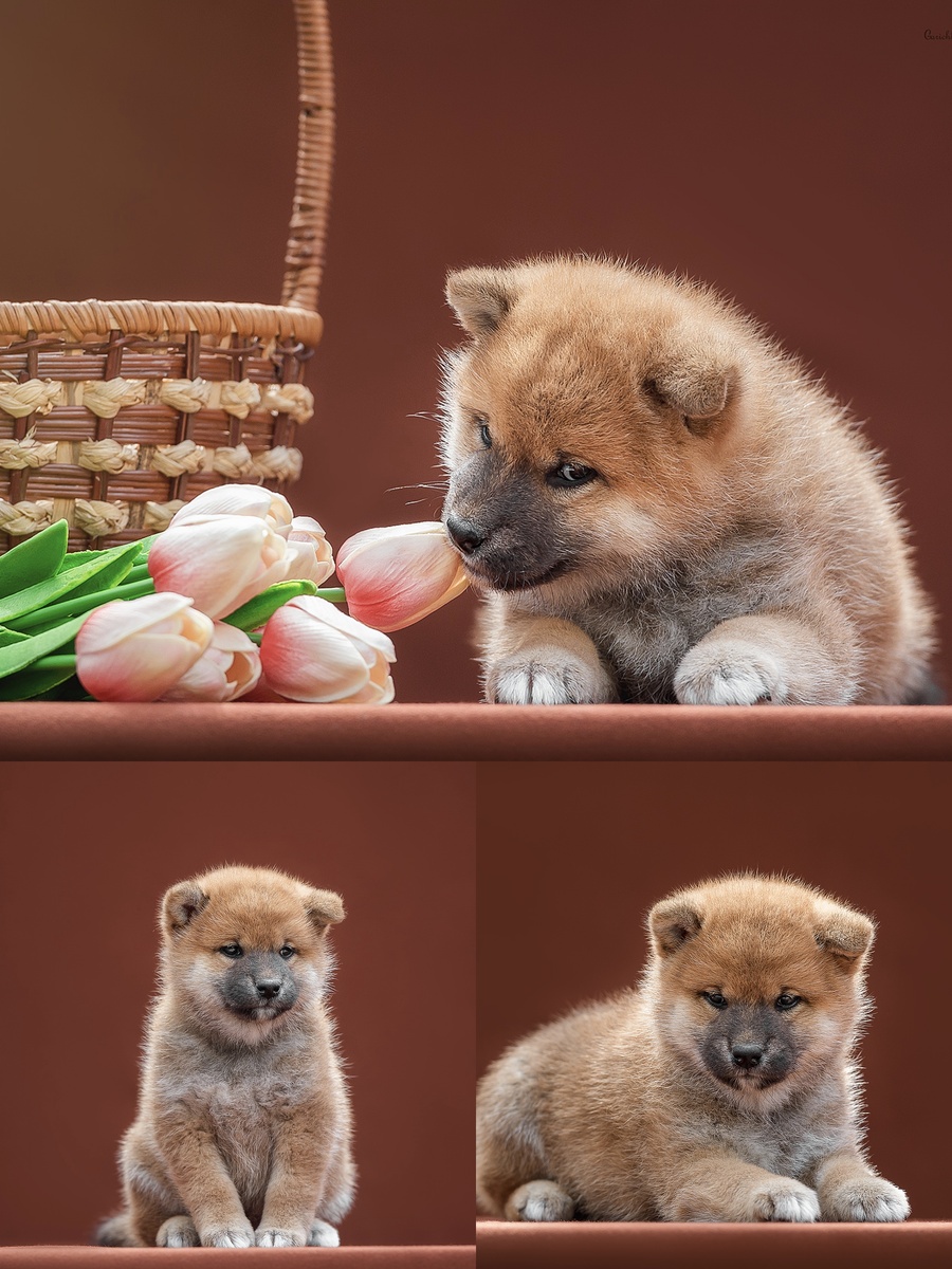 Южный Солнечный Пёс Варина 1 месяц 