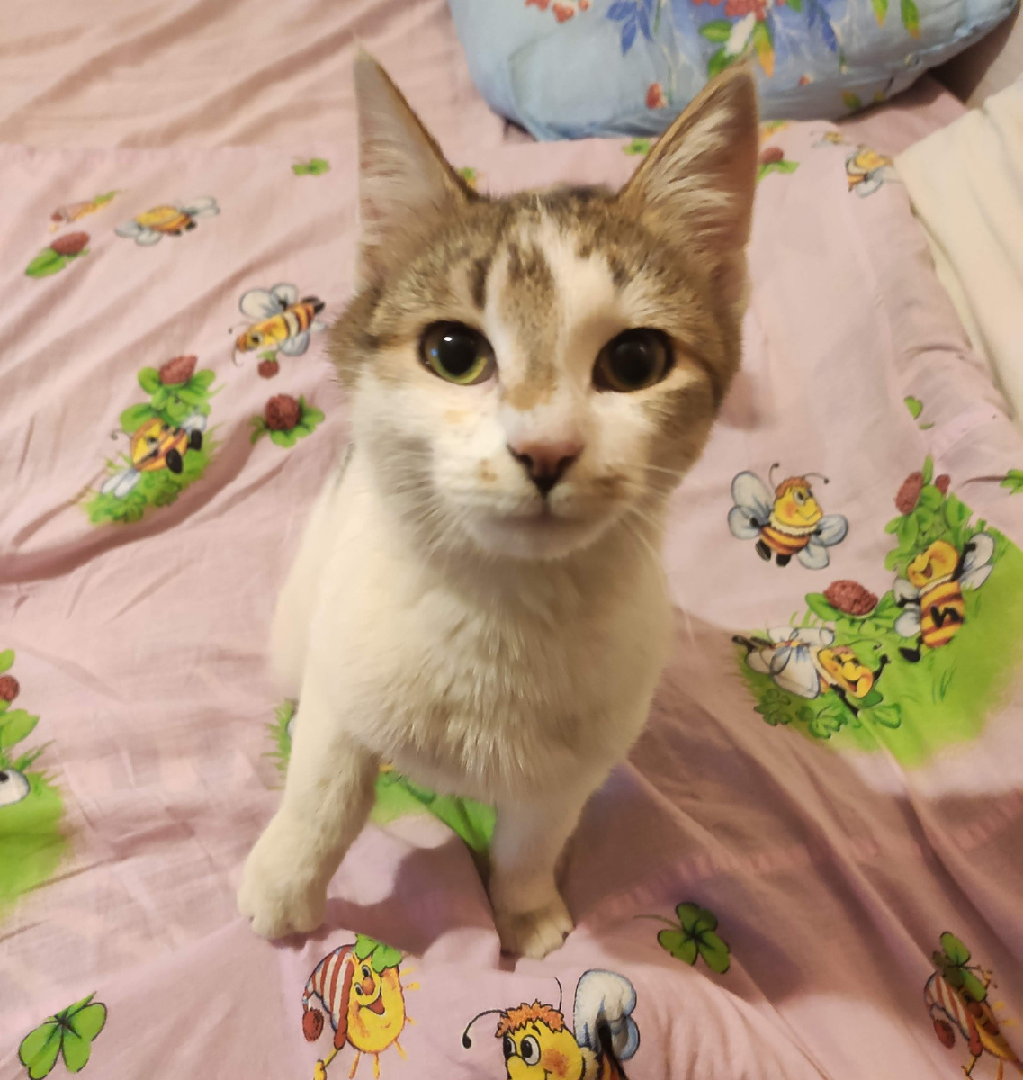 Самое первое фото Дюши у нас дома.