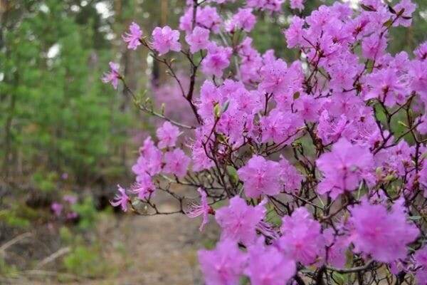 Даурский багульник, прекрасное растение. Фото прилетело с Дальнего Востока.