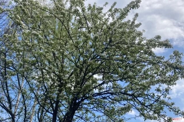    Какой мороз выдерживают цветы груши?