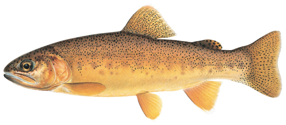 Oncorhynchus gilae
