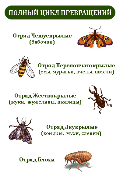 Отряды насекомых, которые проходят полное превращение