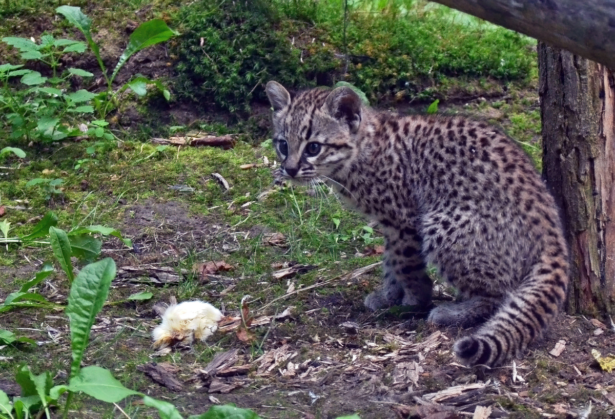 Leopardus geoffroyi, фото в общественном достоянии, commons.wikimedia.org