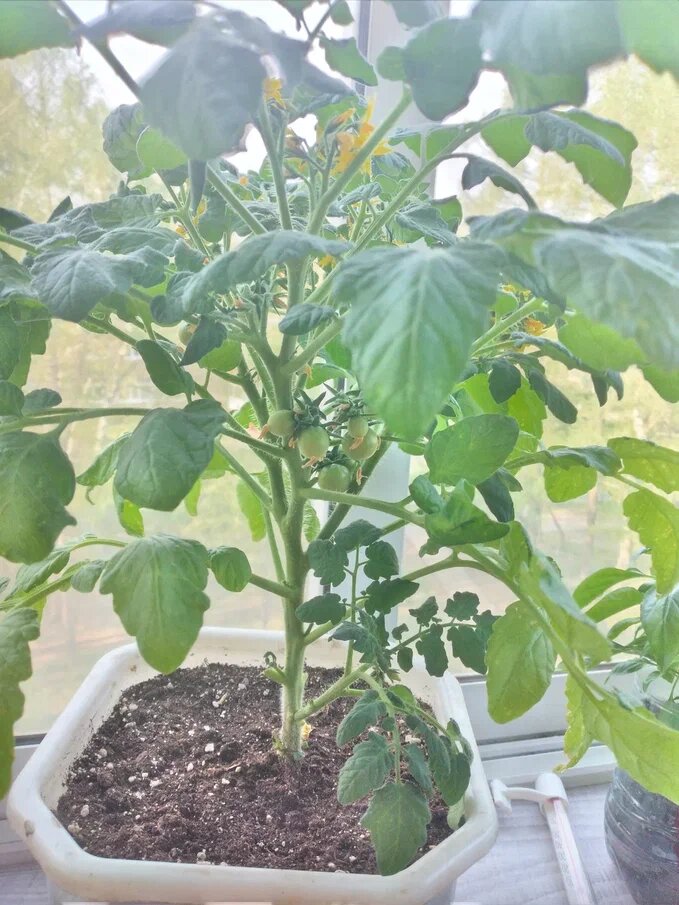 томат Пуговка.