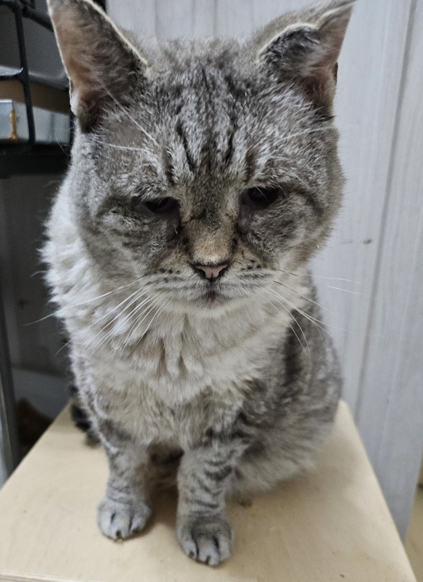 Фото автора. Мотя Мордатый дед.