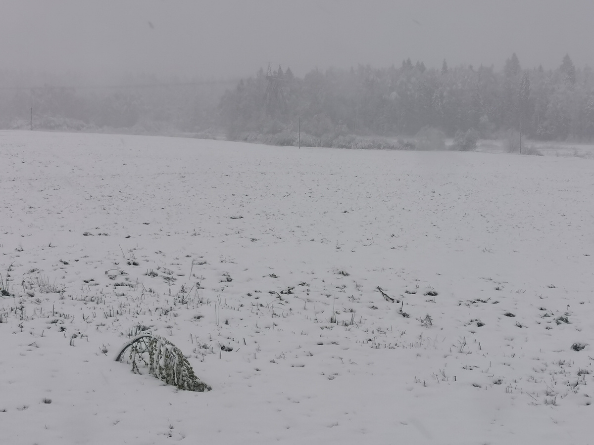 Маленькая берёза просто решила прилечь пока