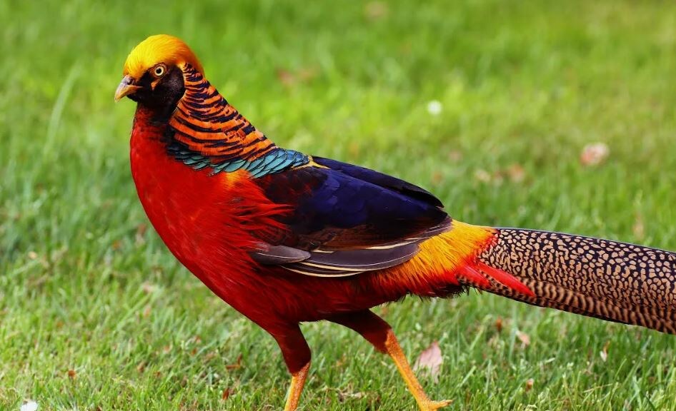 Золотой фазан