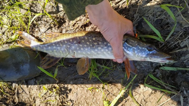 Небольшая щука пойманная в конце мая. Источник фото fishing-report.ru