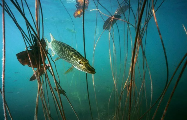 Щука в засаде. Источник фото mesto-kleva.ru