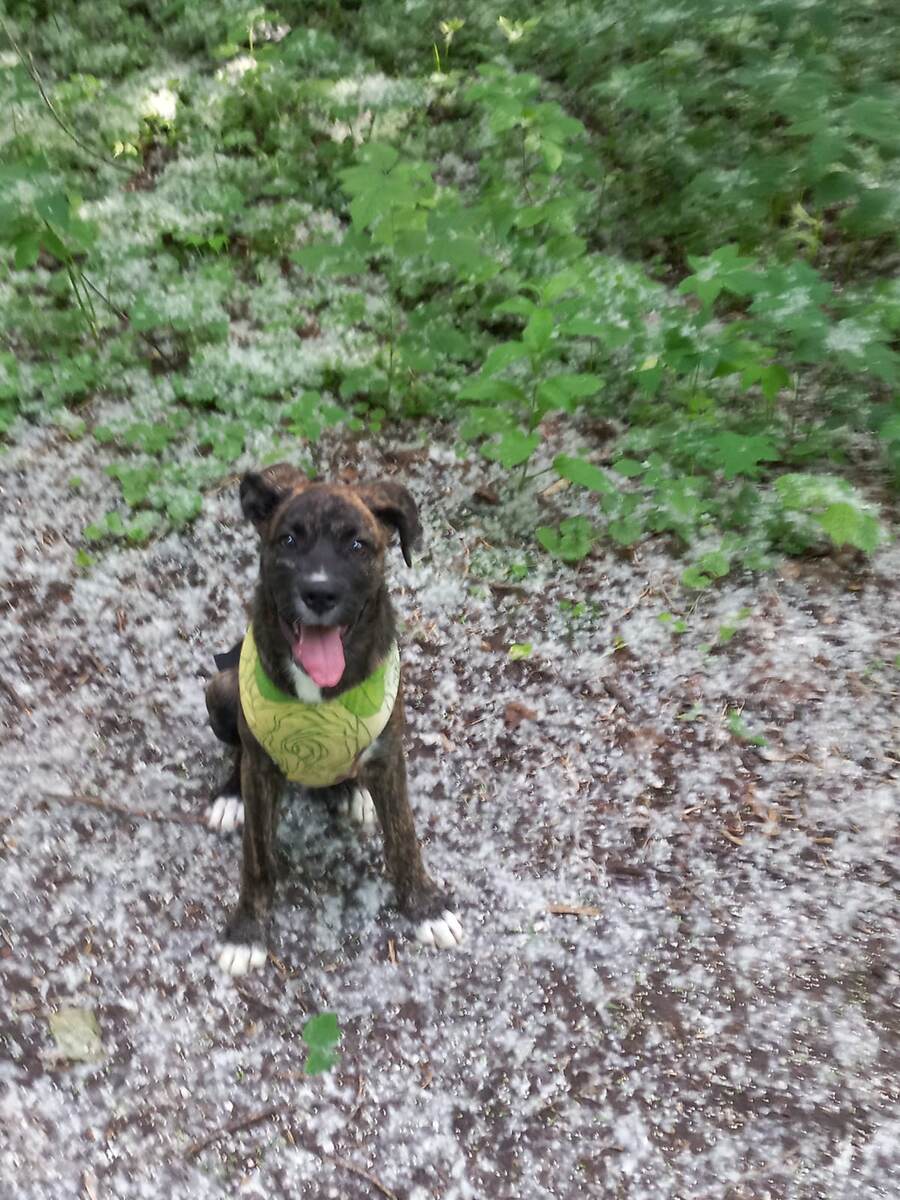 Марта в той самой первой шлейке. Фото из личного архива.