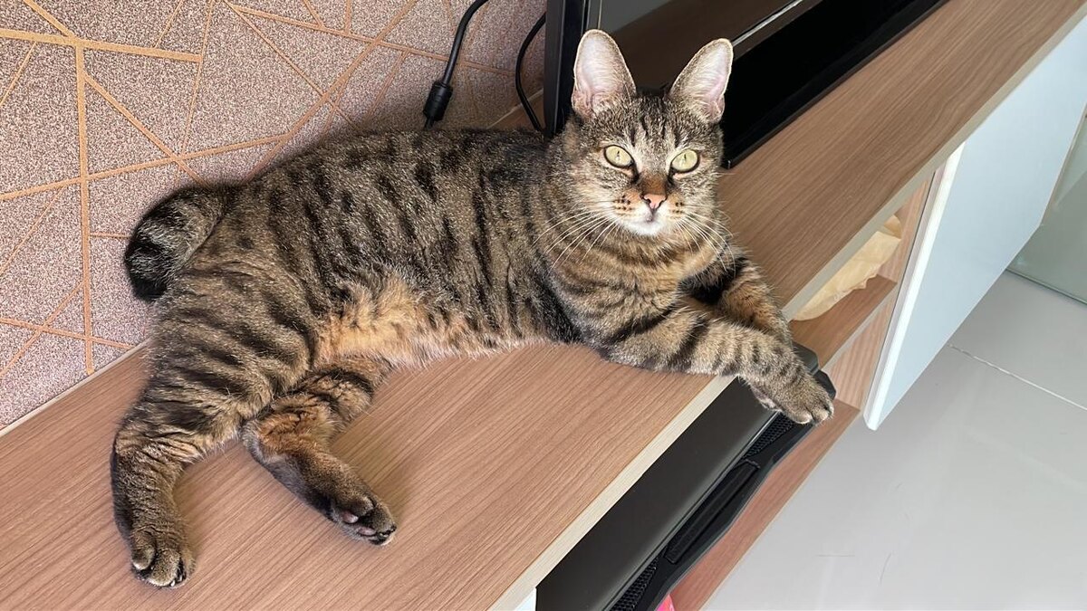 Фото вальяжного кота, который еще не подозревает о скорой смене хозяина. И это в лучшем случае