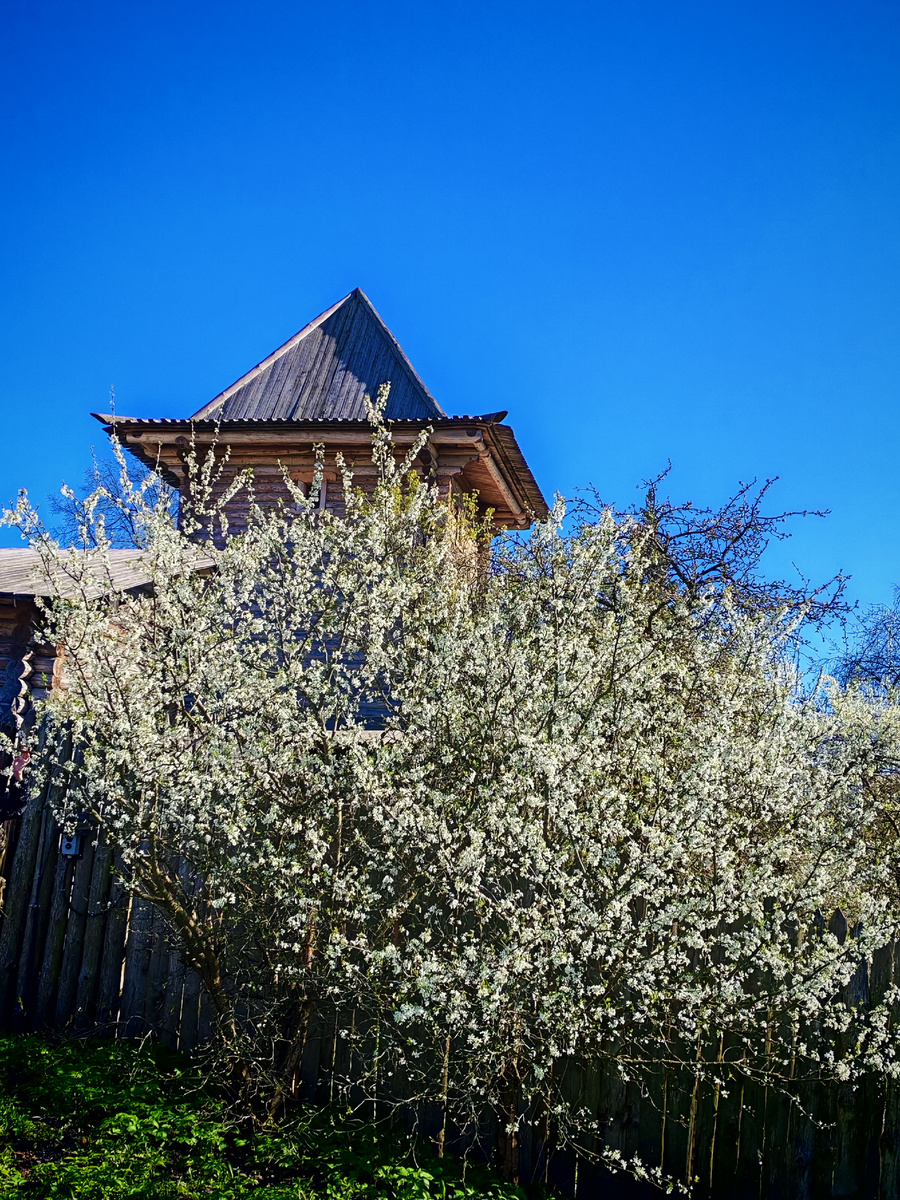 Всё вокруг цветёт 