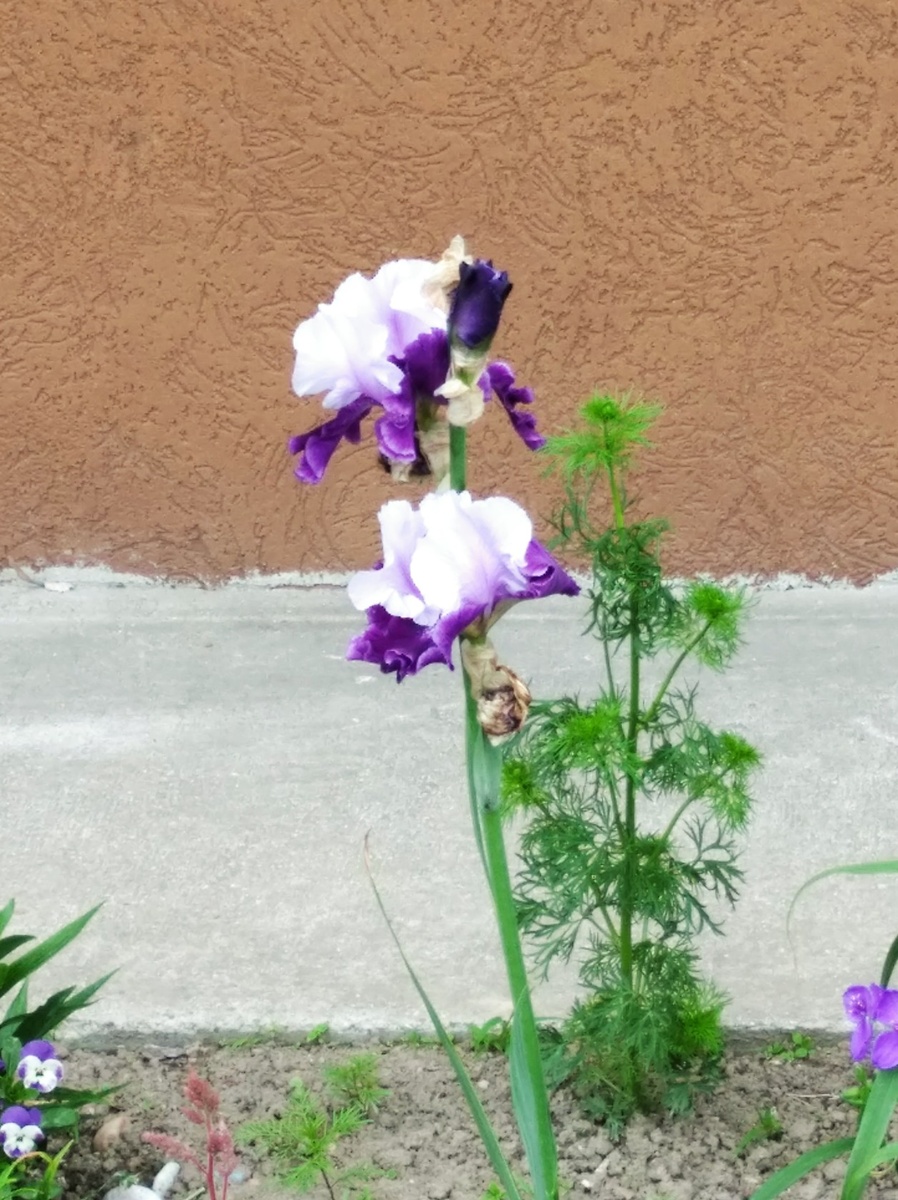 В одном из двориков Светлогорска