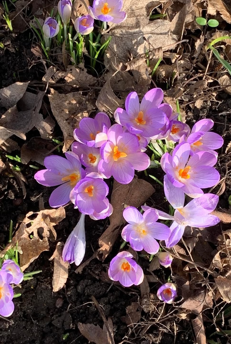 Крокусы, за которыми моя мама в Сибири ухаживает, здесь растут сами, где получится