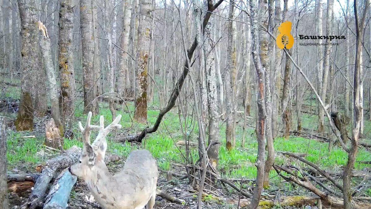    Меняющая окрас косуля попала в объектив фотоловушки в нацпарке «Башкирия»