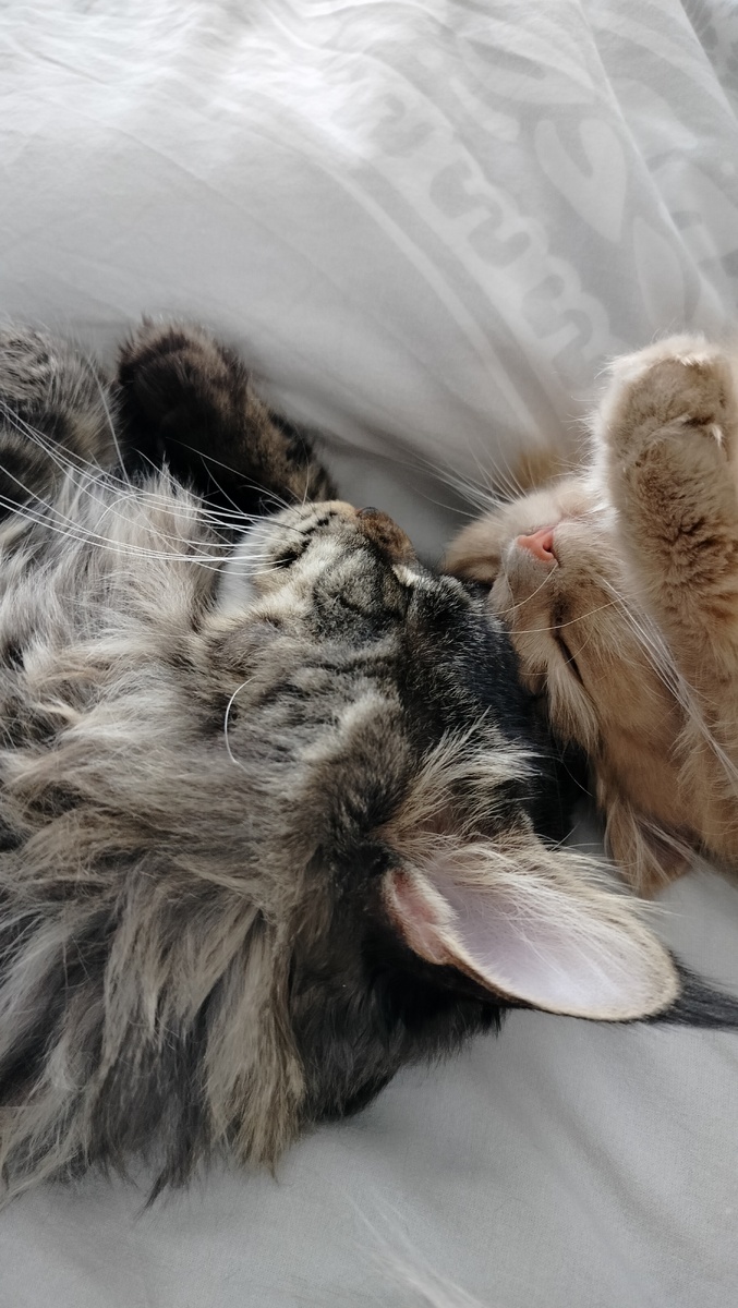 - А что мы сегодня будем делать? - Ничего. - Отличный план!✌🏼