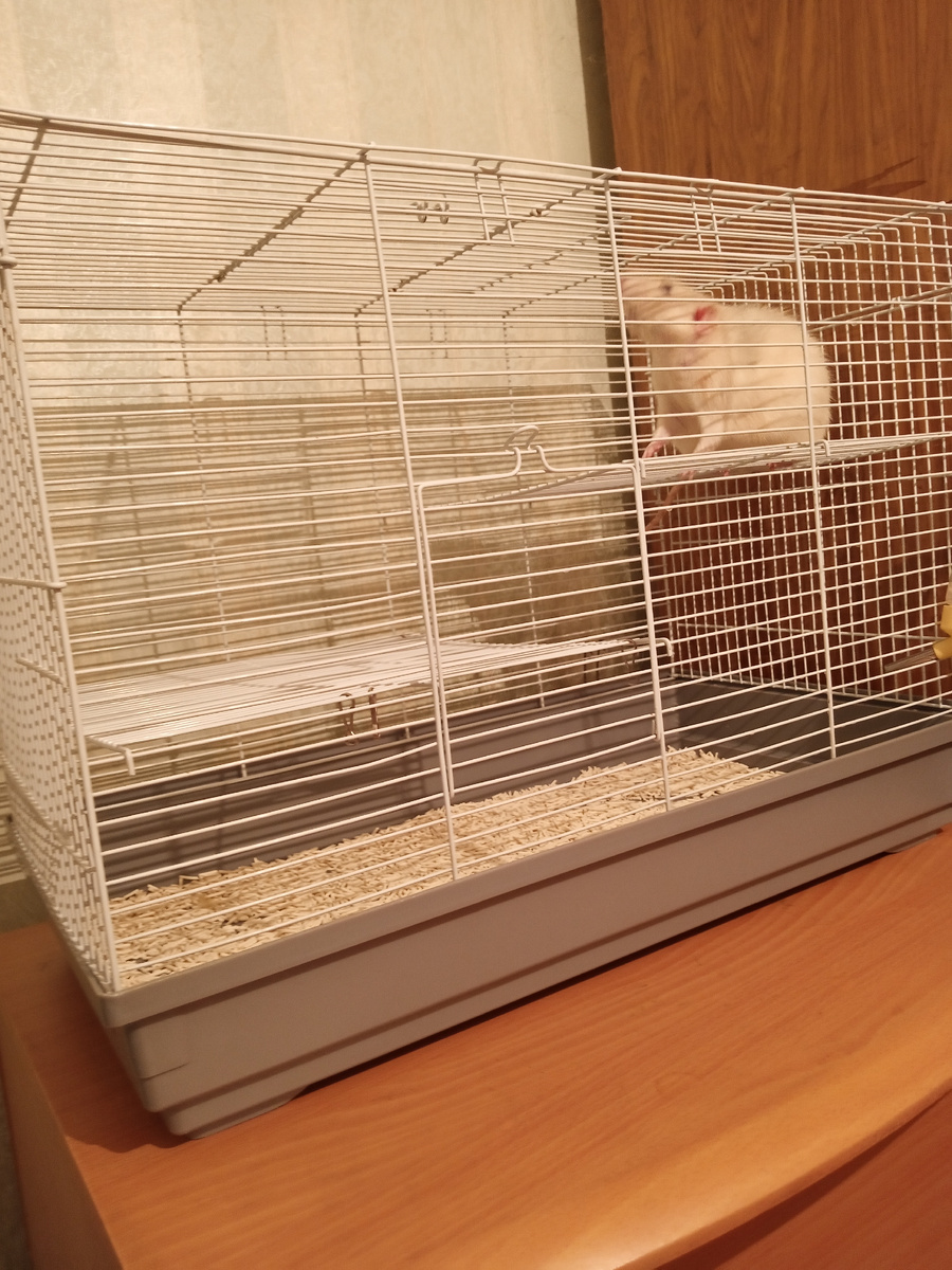 Первые минуты Люсика в нашей семье. Здесь я ещё не успела поставить мисочки с едой- всё его имущество. И клетка маловата ,конечно. Но пока нет возможности купить побольше. ( Фото моё).