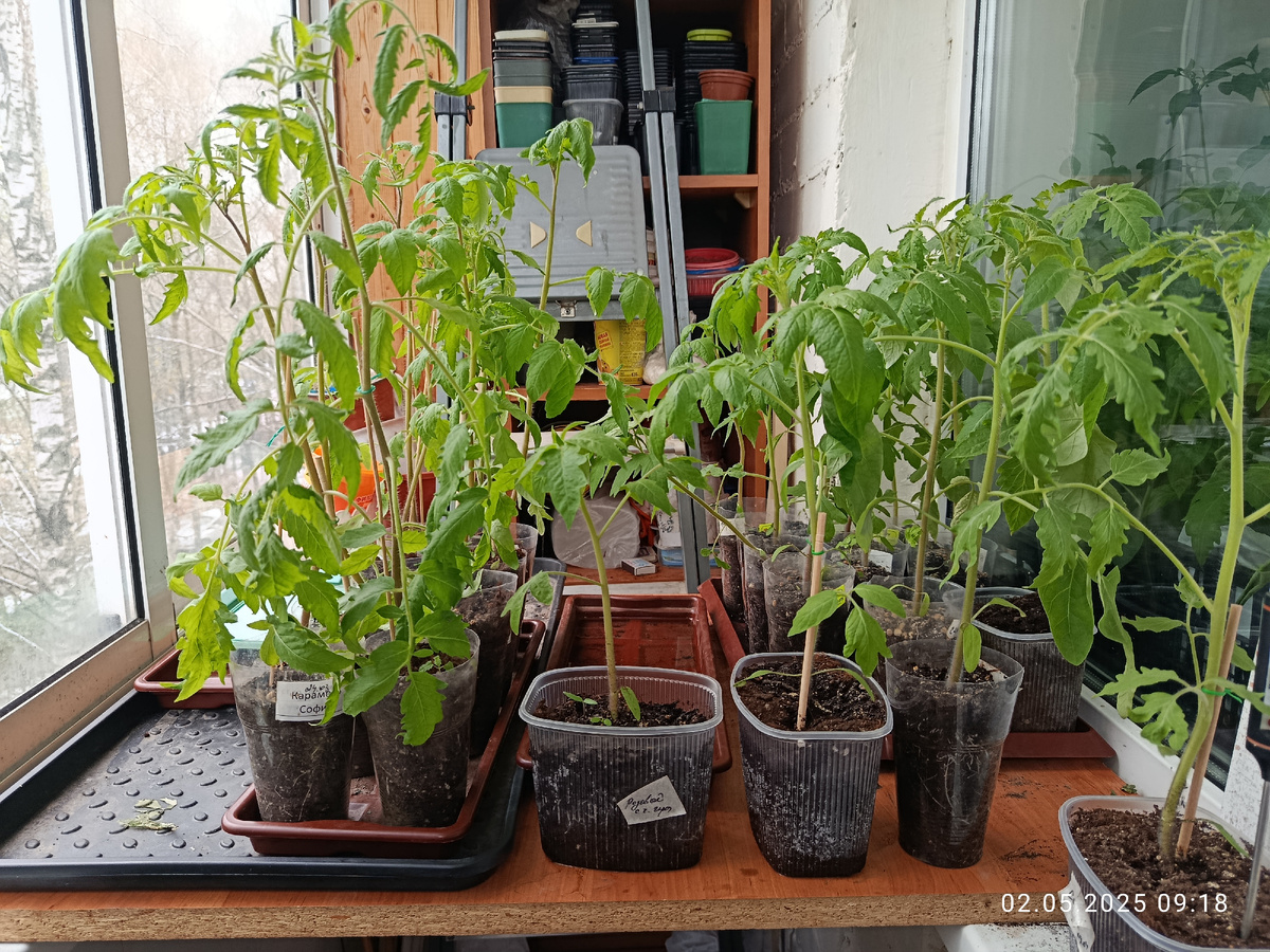 И ночью здесь стояла. Слева 7 штук индетов для в теплицу, справа индеты на улицу. Возраст рассады 25-30 дней