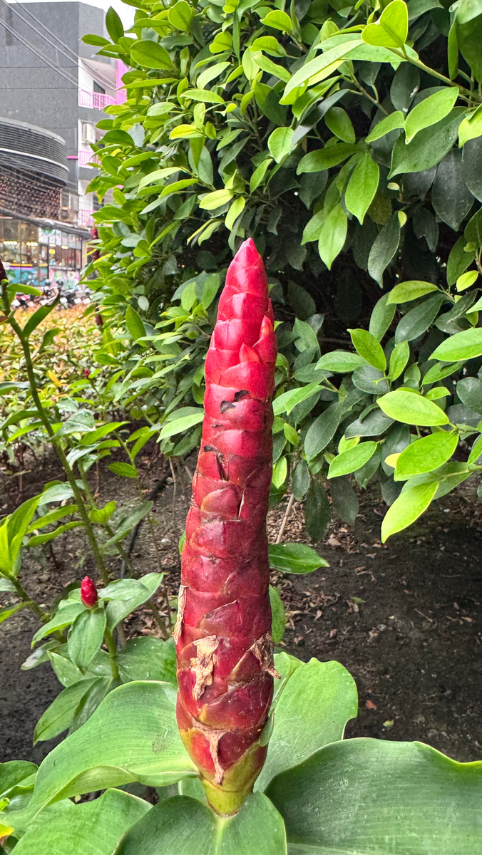 Красивые цветы 