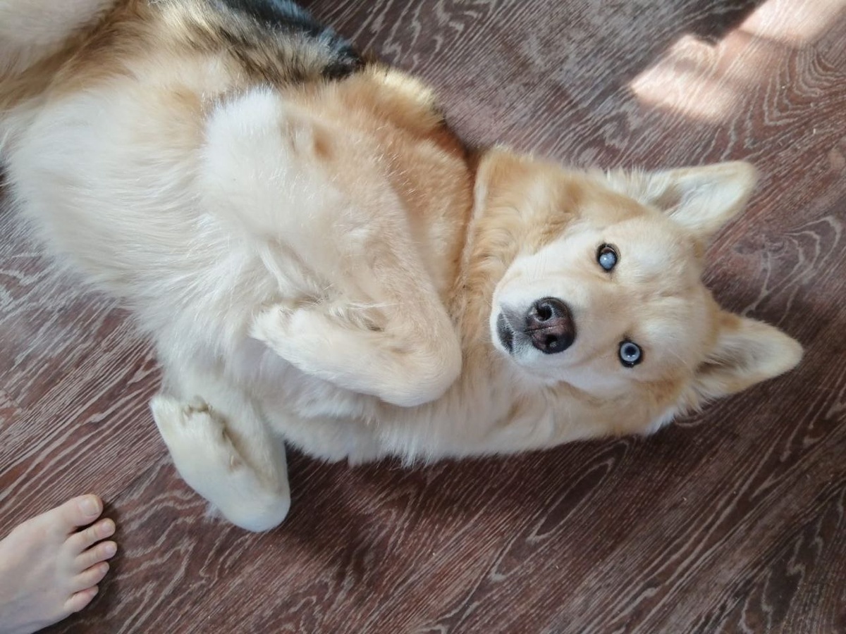 Сегодня Один (Баф) передаёт всем огромный привет и делится новостями из своей домашней жизни! 