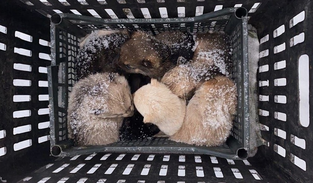 История появления его семьи у нас в приюте была по-настоящему шокирующей.