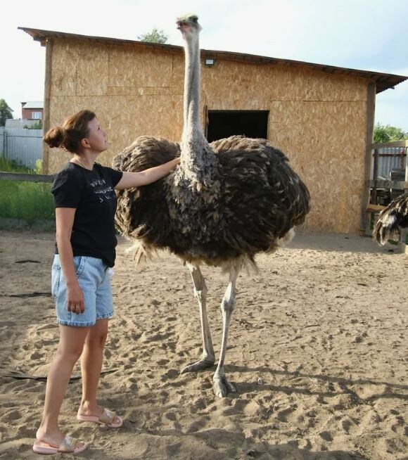 Чисто для контраста...