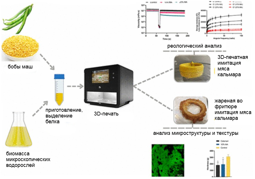 На схеме показано, как проходило исследование. Источник: Poornima Vijayan, Zhixuan Song, Melody Ru Yee Yap, Dingsong Lin, Dejian Huang. 3D Printing for Seafood Mimic: Factors Impacting the Rheology and Texture of Microalgae and Mung Bean Protein Composite ink. ACS Food Science & Technology, 2025; 5 (4).