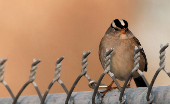 В этом суровом краю даже птички выглядят бывалыми арестантами / Фото: pxhere.com