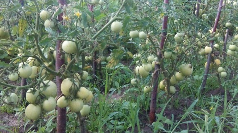  Результат правильной оценки готовности почвы к посадке