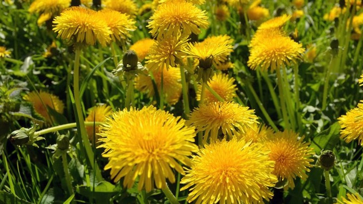 Массовое цветение одуванчиков - первый признак прогрева почвы